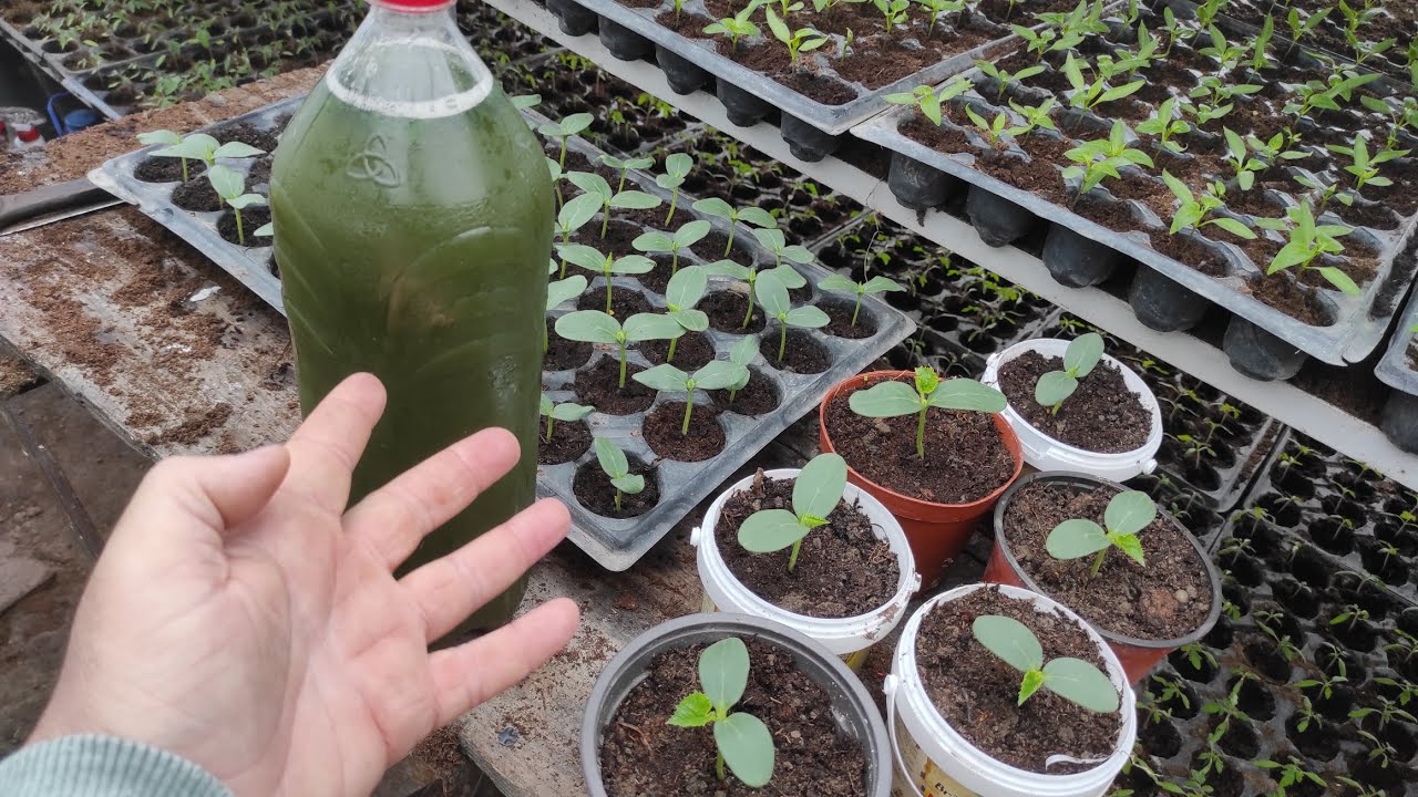 Macerat de urzică la răsaduri 