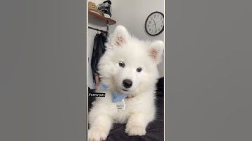 Thumbnail of Cute puppy whining #cute #puppy #whine