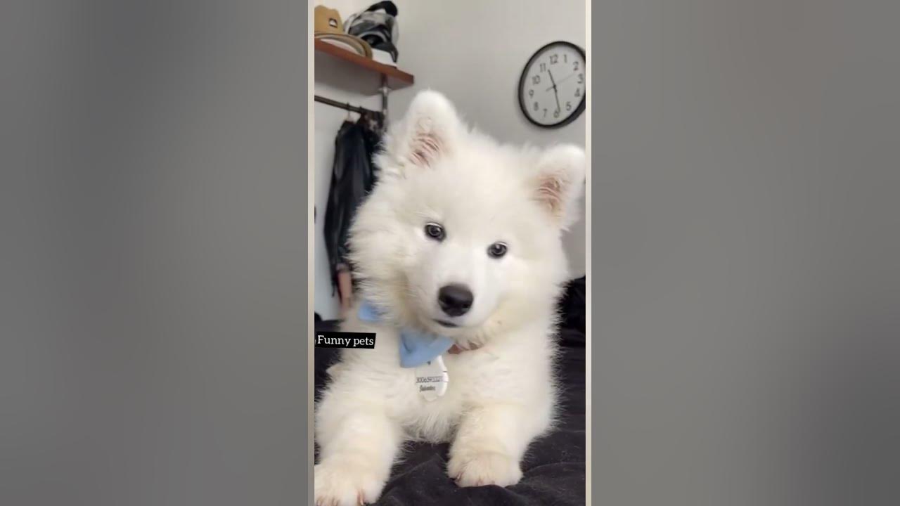 Cute puppy whining #cute #puppy #whine