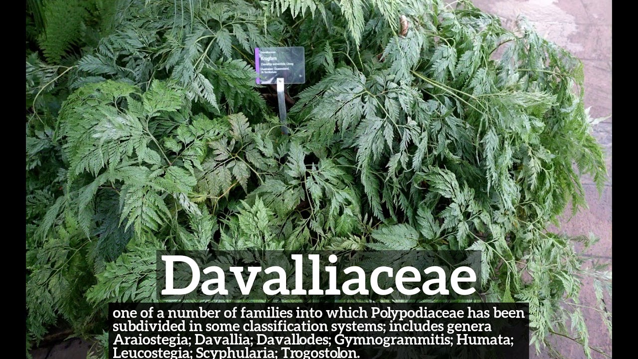 How Does Davalliaceae Look? | How to Say Davalliaceae in English? | What is Davalliaceae?