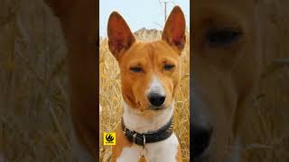 Basenjis Perfect for First Time Dog Owners #viral #youtubeshorts #basenji #shorts #reels