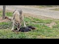 狼犬のキュートアグレッションは危険？！