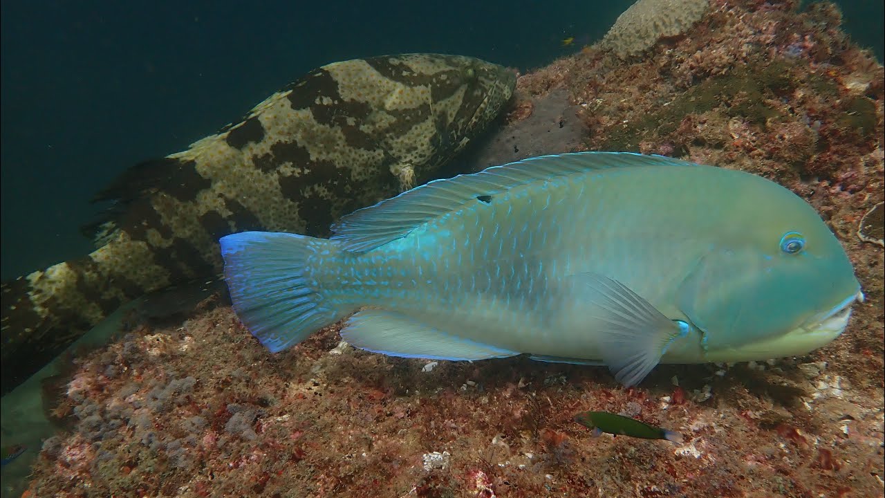 Exmouth Navy Pier Diving