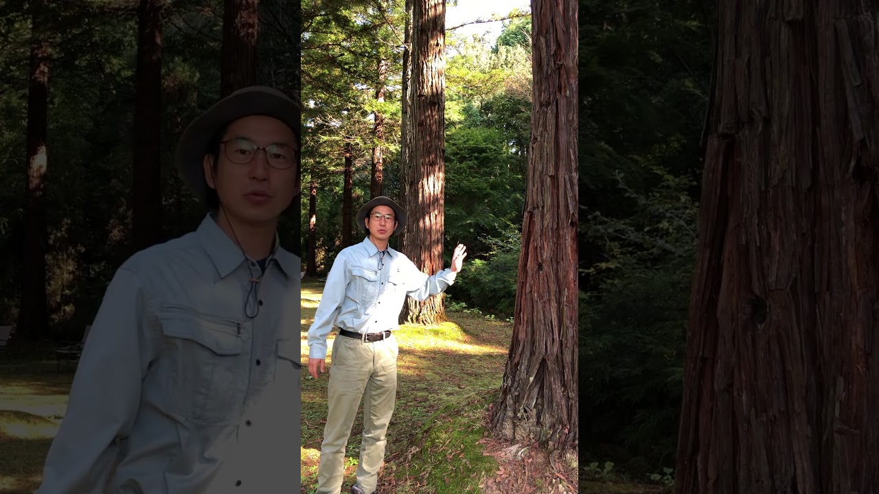0001レッドウッド セコイア センペルビレンス Sequoia Sempervirens 植物に親しむ 赤塚植物園