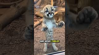 J'ai risqué ma vie pour sauver ce bébé puma #sauvetage #animaux