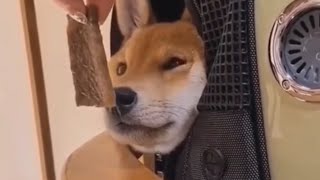 Все Закатывались От Смеха Приколы 2021