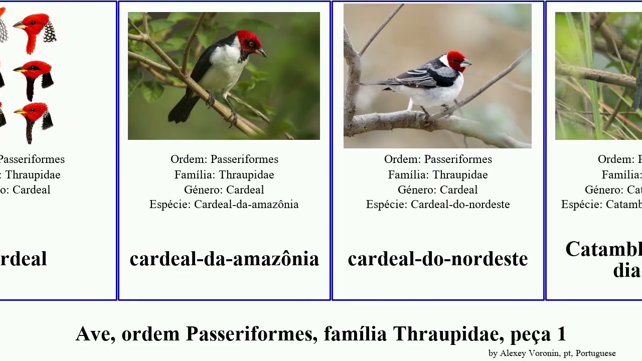 Ave, ordem Passeriformes, família Thraupidae, peça 1 diglossa conirostrum chlorospingus bangsia