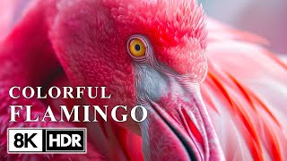 นกที่สวยที่สุดใน 8K HDR 60FPS | นกฟลามิงโกสีชมพู | เสียงน้ำ