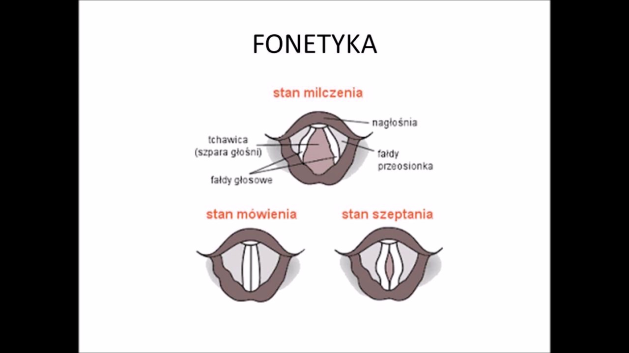 Upodobnienia I Uproszczenia Fonetyczne Test Fonetyka część 3 - Ubezdźwięcznienie na końcu wyrazu - YouTube