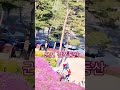 군포 철쭉동산 # 철쭉동산 #수리산역 #철쭉축제