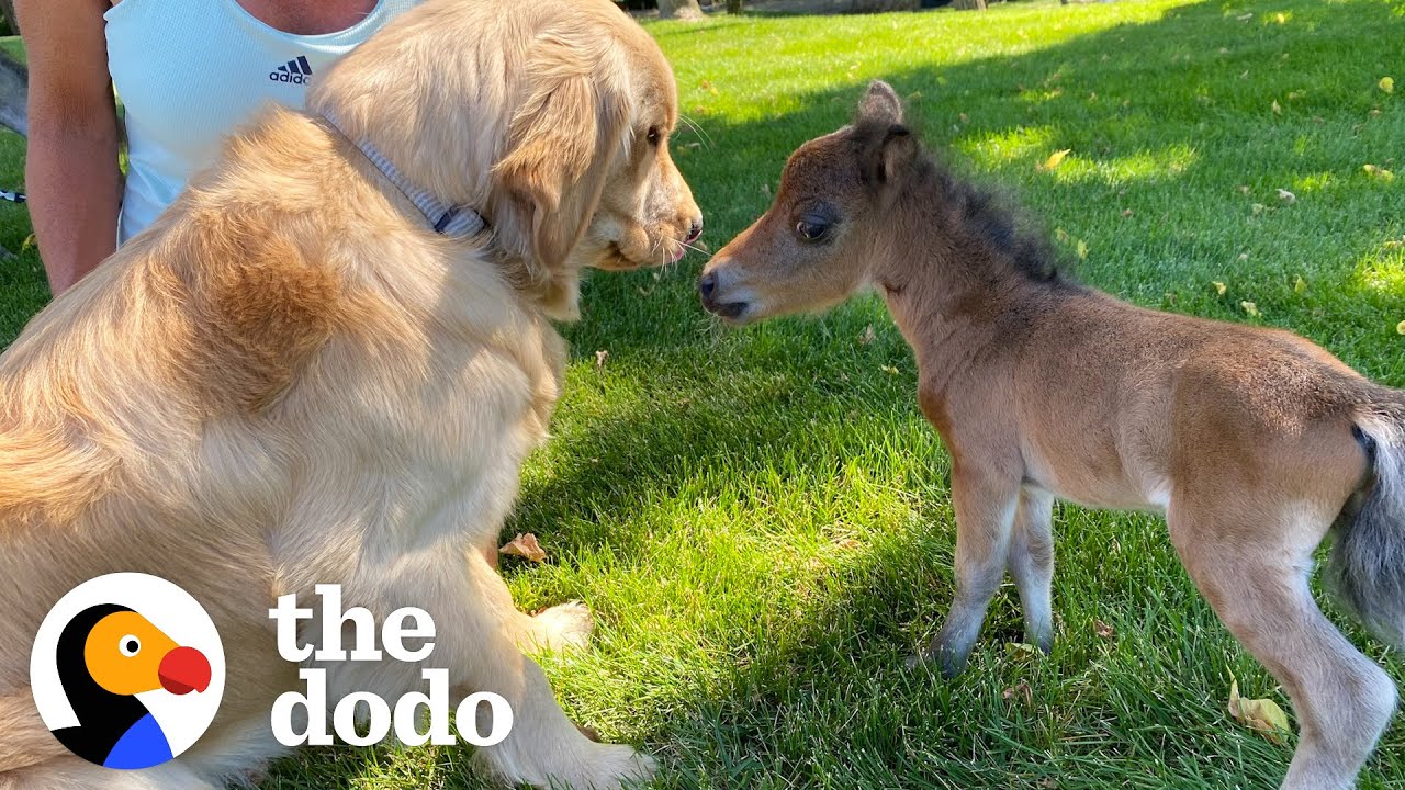 Mini Horse Tries So Hard To Make His Very First Friend