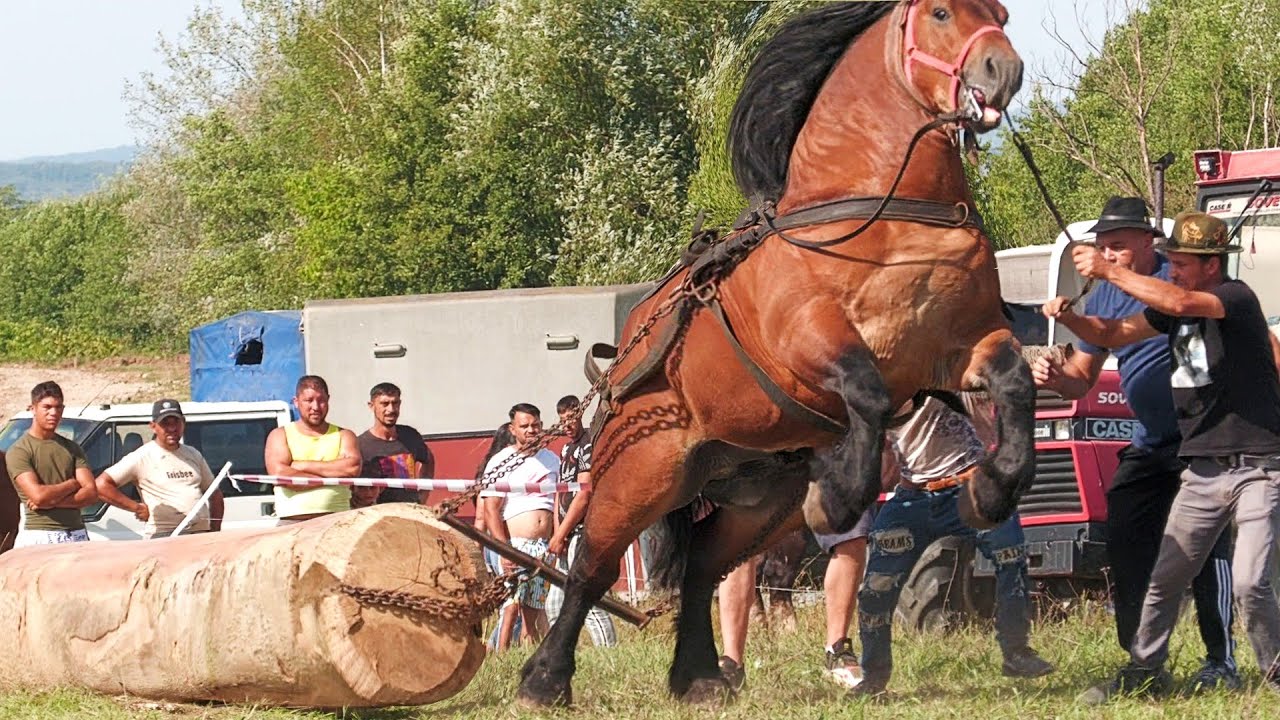 Cai de tracțiune proba de simplu Săsar - Maramureș 30 August 2025