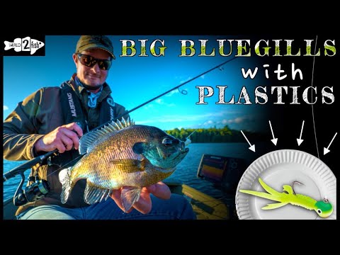 Vídeo: Qual é um bluegill de bom tamanho para montar?