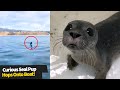 Curious seal pup surprises California boaters and hops onto their vessel