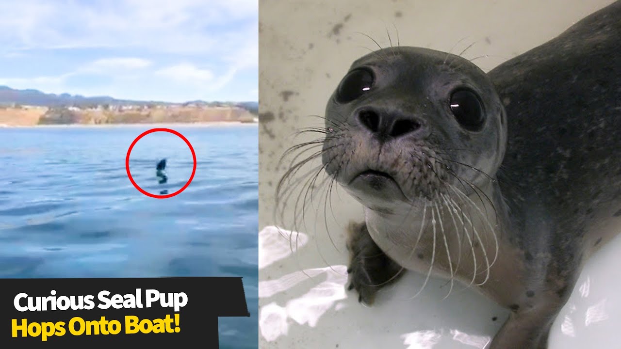 Curious seal pup surprises California boaters and hops onto their ...