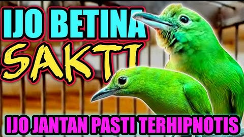 CUCAK IJO BETINA SAKTI‼️ BIKIN IJO JANTAN BIRAHI DAN AKTIF BUNYI
