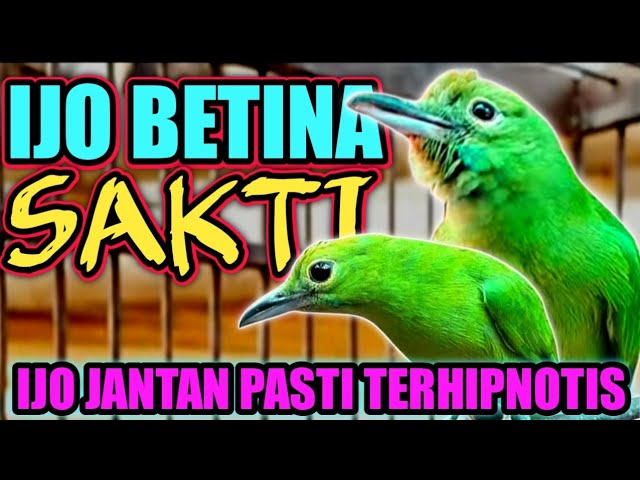 CUCAK IJO BETINA SAKTI‼️ BIKIN IJO JANTAN BIRAHI DAN AKTIF BUNYI class=