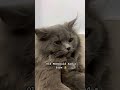 ADHD 👩🏻🌾🐄 #viral #cat #shorts #catentertainment #catmusic #cute #funny #catvideos #comedy