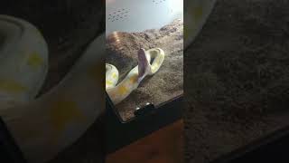 retic yawn