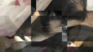 Kalbimi Alıp Geri Vermedin Mayamm