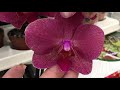 Свежий завоз орхидей от 498 руб  в Леруа Мерлен 22 сентября 2020 г.  Мукалла, Кимоно....