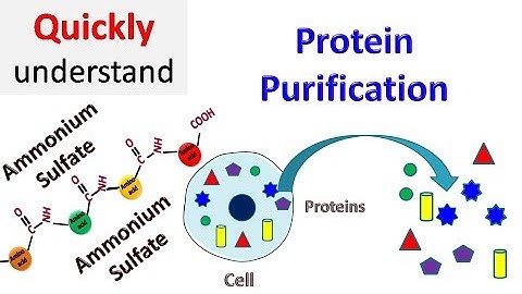 Protein Purification