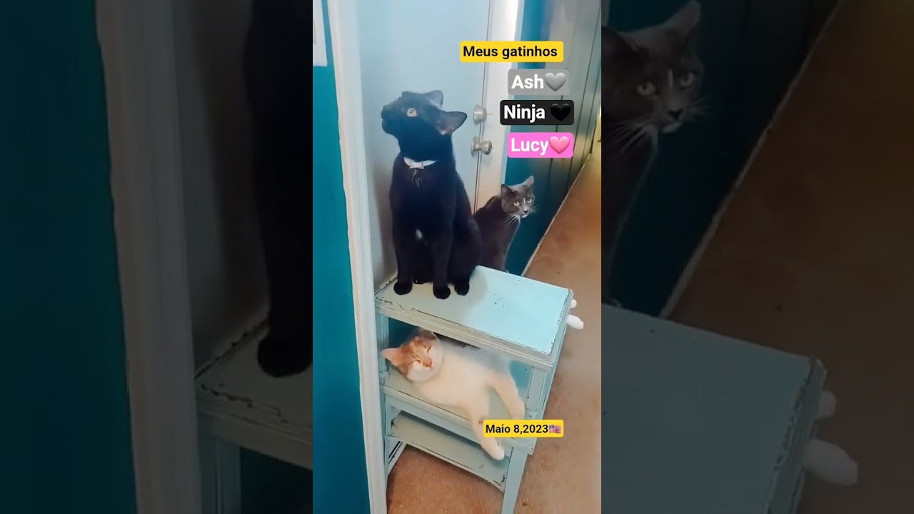 My cats Ash 🩶Ninja 🐈‍⬛Lucy 🩷5/8/2023🇺🇸