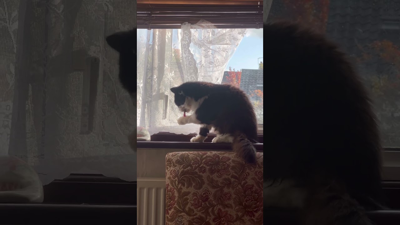 #короткаялента