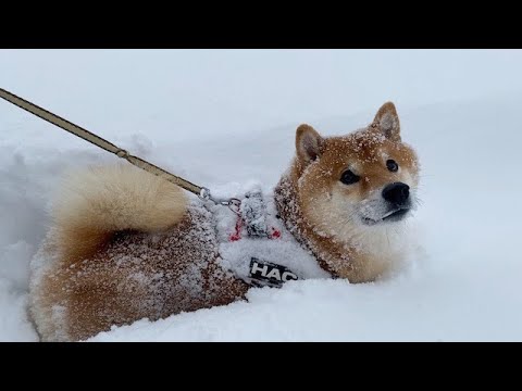 アメとキミとフリップタイプ　　入札しない『いいね』は気持ちワルい...by犬 アメとキミとフリップタイプ 入札しない『いいね』は気持ちワル