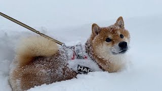 The moment when the Shiba Inu felt the limit of walking