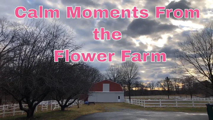 Calm Moments from the Flower Farm