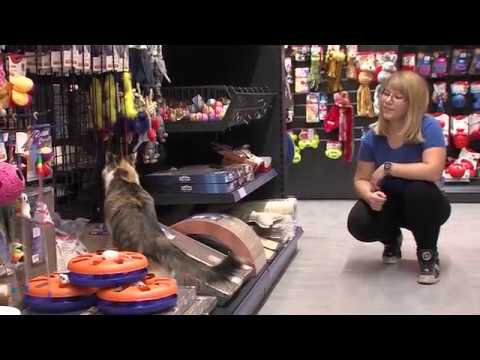 Video: So Sočnice Strupene Za Mačke In Pse?