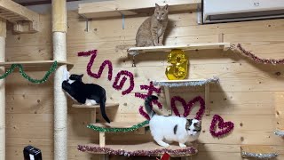 ひのきのお誕生日会の後片付けをする猫