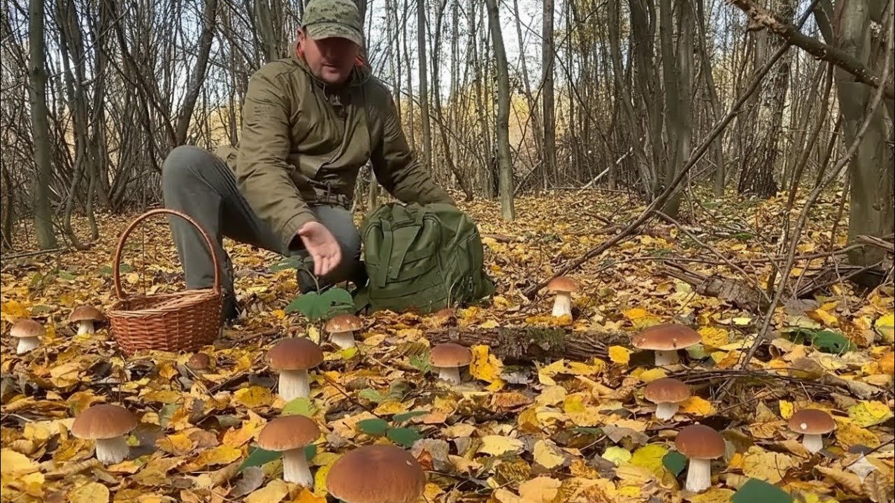 Поляна с гигантскими белыми грибами в болоте... Замечательные грибы!
