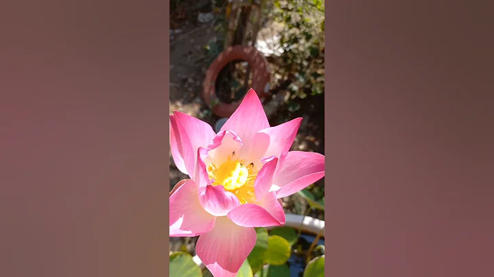 beautiful lotus#flower#lotus#blessed#lotusflower - DayDayNews