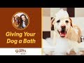 Dr. Becker on Giving Your Dog a Bath