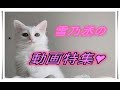 【足長マンチカン】雪乃丞の動画集です。