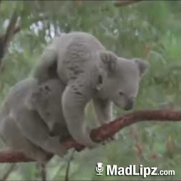 Koala