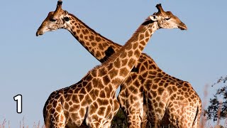 1 Minute Timer- Giraffe Speaks When Time's Up!! screenshot 5