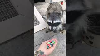 Ultimate Animals Transformation #shorts #tiktok #short