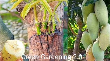 Unique Technique : Grafting mango tree using banana growing faster and has many fruits