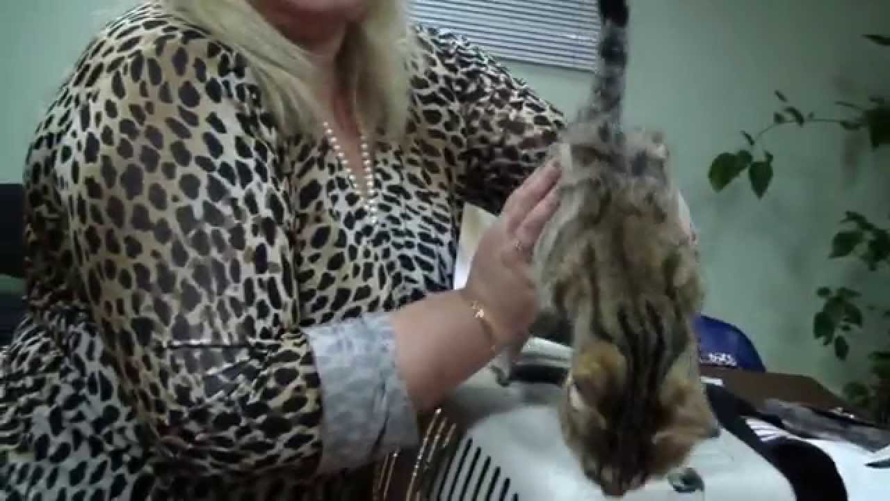 camera iphone 8 plus apk Клип №0493 - выставка кошек PCA online