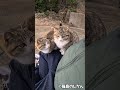 ピンク鼻ちょんちょん #shorts #猫 #cat #बिल्ली #kedi