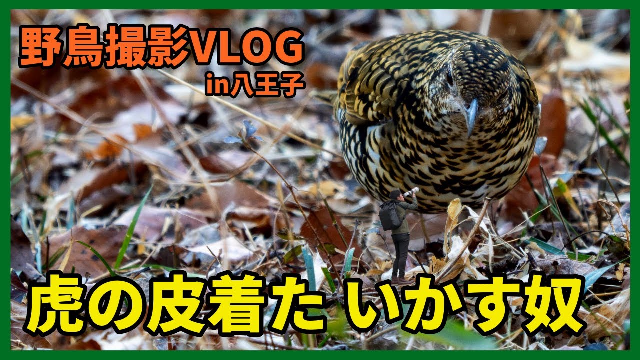 野鳥撮影Vlog 「憂き晴れぬ いつもの道で 青と黄が」八王子を歩く|トラツグミ、ルリビタキ、キセキレイなど | Birding in Japan shot on OM-1 Mark II
