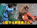【パンチくん🐵】一体どうした?久々登場のオランママを抱きしめ逃げ回るパンチ💦鳴き声響いて飼育員さんも心配してる‥