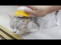 【元野良猫】初めてのブラッシングに感動して泣いてしまう子猫……