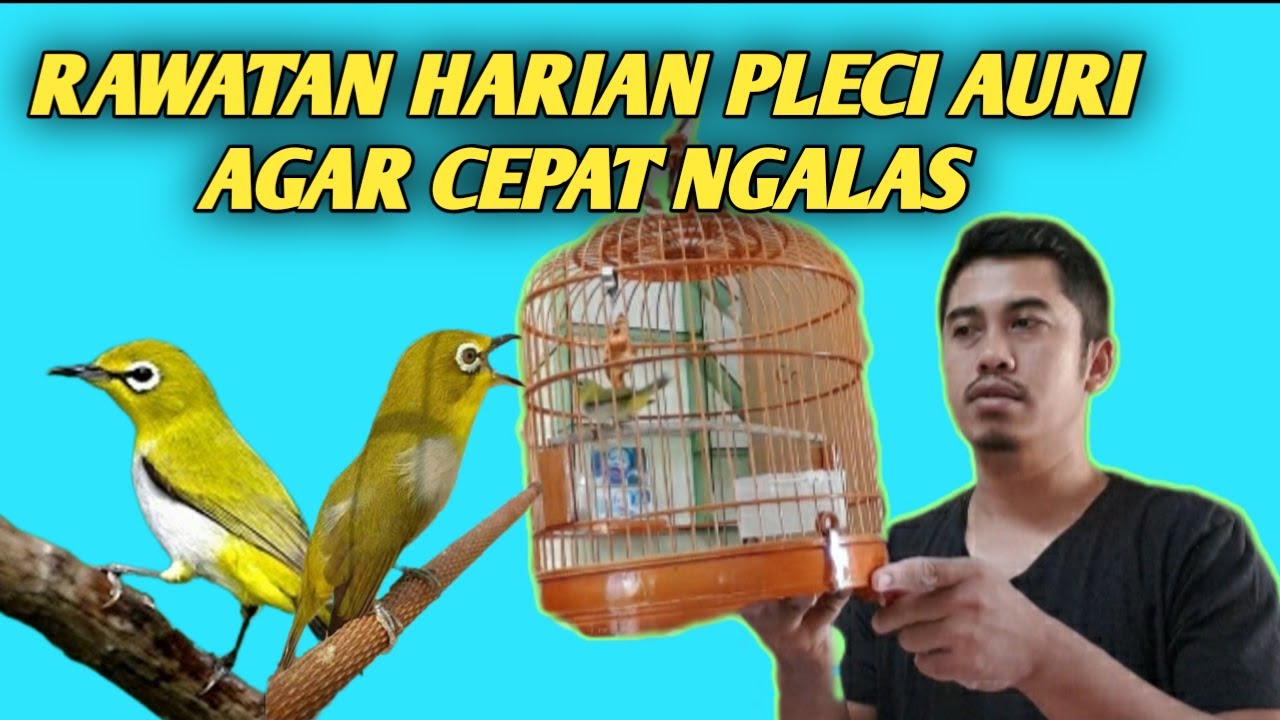 Pola Rawatan Pleci Harian: Rahasia Merawat Burung Pleci dengan Baik Pola Rawatan Pleci Harian: Rahasia Merawat Burung Pleci dengan Baik