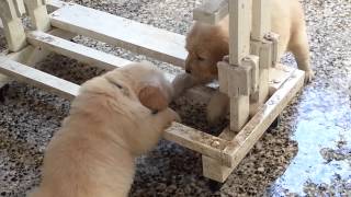 Golden Retriever puppies