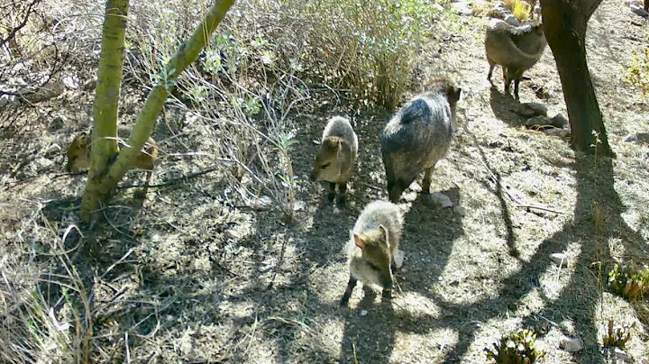 Three baby Javelinas hanging around with Javier and friends