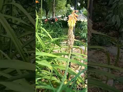 วีดีโอ: ปลูก Red Hot Pokers - วิธีดูแล Red Hot Poker Plant